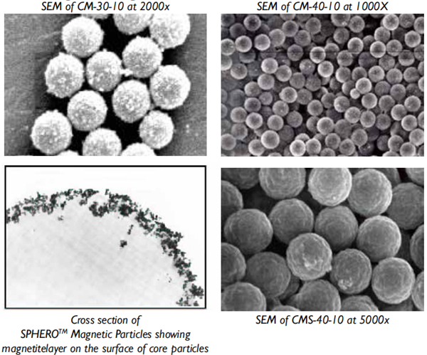 聚苯乙烯微球 Polystyrene Particles